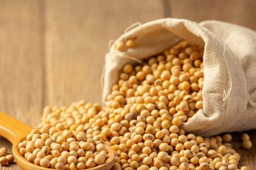 Giá đậu nành đang có lợi cho ngành chăn nuôi