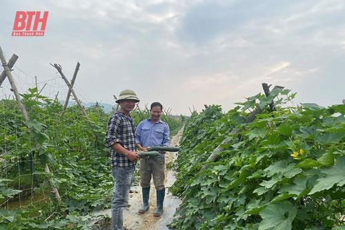 Tín hiệu tích cực từ tích tụ, tập trung đất trong sản xuất nông nghiệp