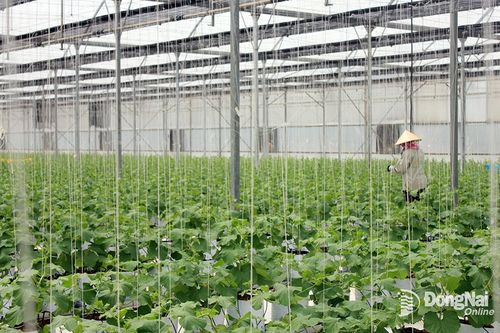 Chú trọng phát triển ngành giống cây trồng