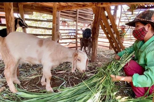 Năm 2023: Gia Lai thành lập mới 59 hợp tác xã