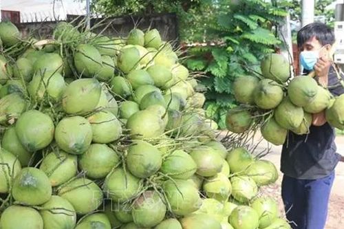 Xuất khẩu dừa hướng tới mục tiêu 'tỷ đô'