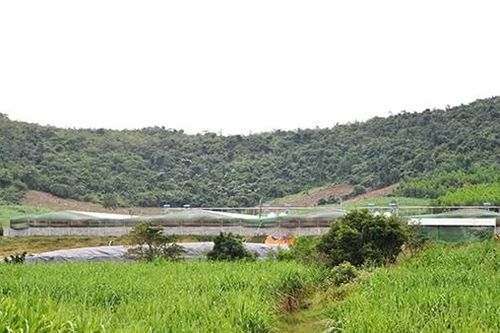 Dân bức xúc vì ô nhiễm môi trường từ trại chăn nuôi heo