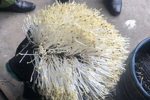Phát hiện 2 cơ sở dùng hóa chất cấm ủ giá đỗ