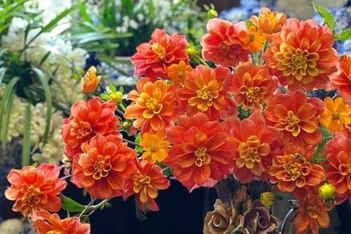 Loài hoa nhắc đến là thấy Tết, chưa đến 100 ngàn đồng nhưng có ngay một bình 'sang - xịn' trưng góc nào cũng đẹp