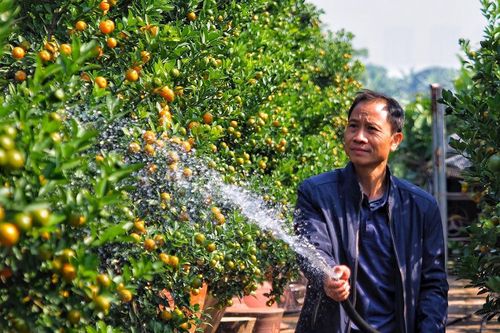 Quất ghép trên thân lũa giá hàng chục triệu đợi Tết