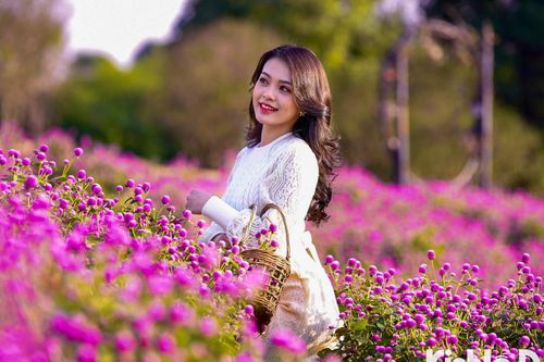 Vẻ đẹp trời Âu của hoa bách nhật tím thu hút giới trẻ check-in