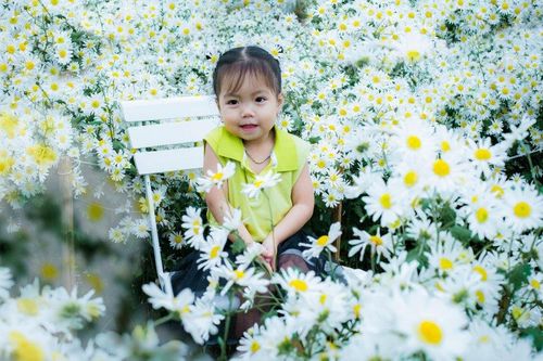 Hơn 20.000 cây cúc họa mi khoe sắc tinh khôi tại Quảng Ngãi