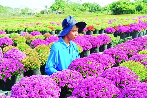 Tất bật chăm sóc để có chậu hoa đẹp nhất