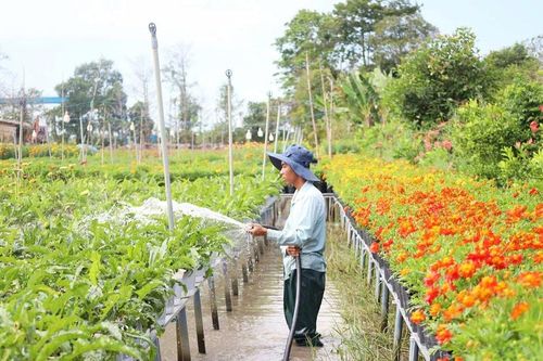 Thị trường hoa kiểng tết: Nơi trúng mùa, nơi trông ngóng thời tiết