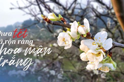 Chưa tết đã rộn ràng hoa mận trắng