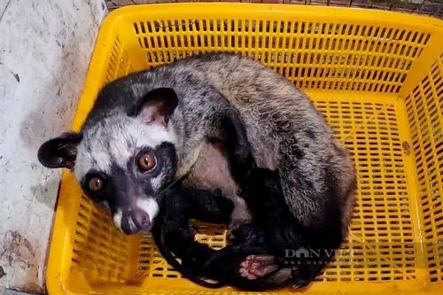 Anh nông dân Bến Tre nuôi con đặc sản, bán giống tiền triệu mỗi con