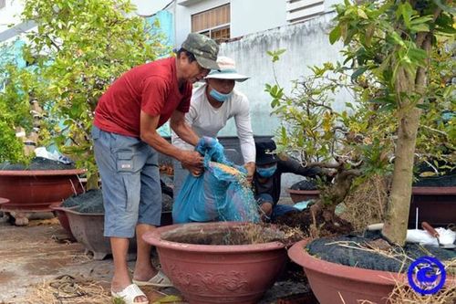 'Bí kíp' trồng mai vàng chưng tết của nông dân Tiền Giang