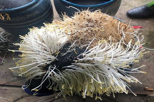 Phát hiện cơ sở sản xuất giá đỗ ở Đà Nẵng dùng hóa chất kích thích tăng trưởng