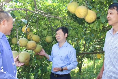 Thanh Chương tiến tới nền sản xuất nông nghiệp hữu cơ