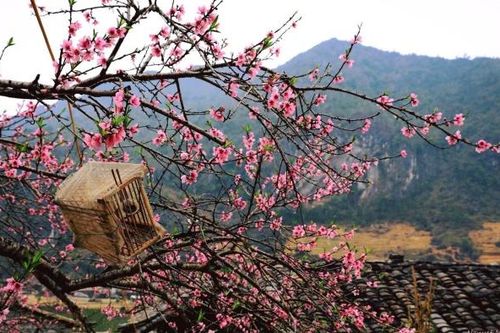Hoa về trên những bàn tay...