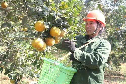 Lan tỏa thương hiệu 'cam Vinh'