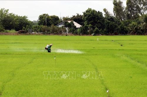 Nâng cao chất lượng, hiệu quả thực hiện cánh đồng lớn ở Kiên Giang