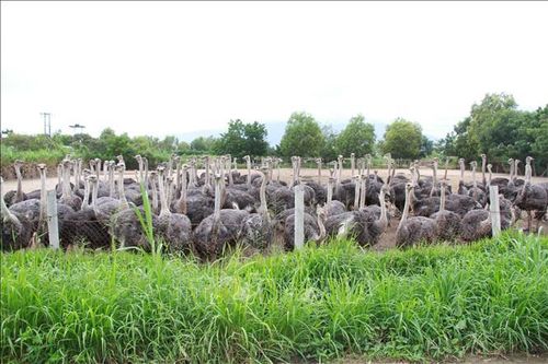 Trung tâm Giống đà điểu Khatoco dẫn đầu Đông Nam Á về quy mô, chất lượng