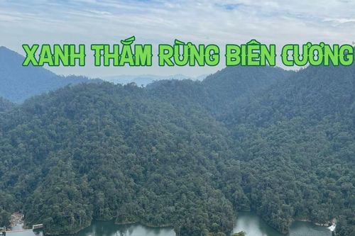 Xanh thắm rừng biên cương