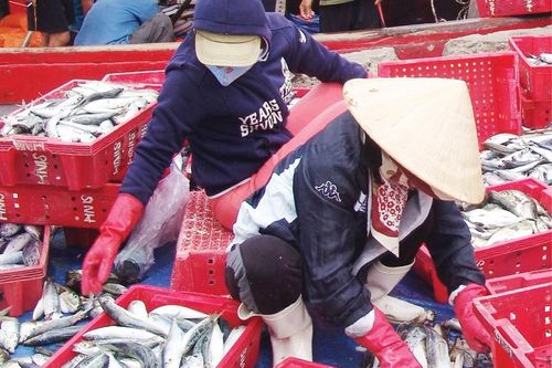 Đánh bắt xa bờ bội thu