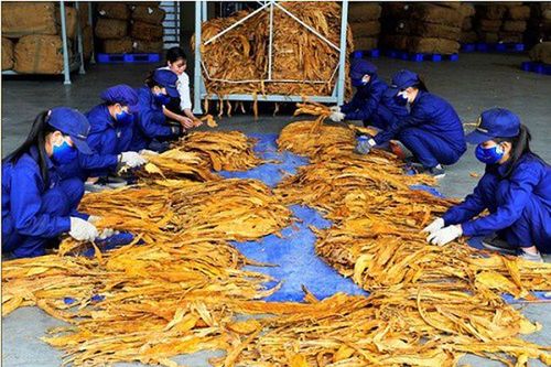 Năm 2024, lượng hạn ngạch thuế quan nhập khẩu thuốc lá nguyên liệu là 71.835 tấn