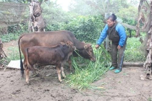 1.889 hộ nông dân huyện Hòa An đạt danh hiệu sản xuất, kinh doanh giỏi
