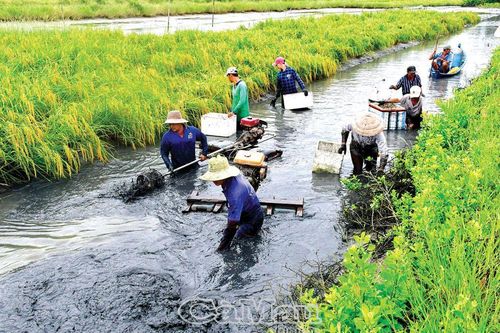 Mùa tôm đón Tết