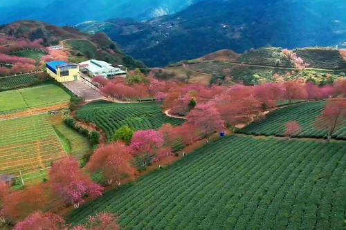 Hoa anh đào nở rộ, uốn cong như dải lụa trên đồi chè Sa Pa