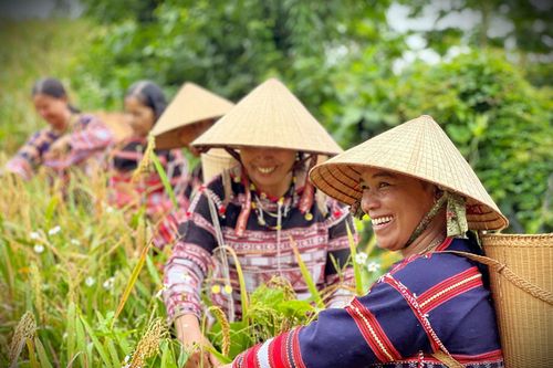 Đặc sắc lễ mừng lúa mới ngày cuối năm của người Ba Na ở Bình Định