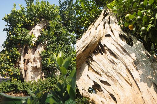 Chiêm ngưỡng quất ghép gỗ lũa giá trăm triệu đồng khoe dáng đợi Tết