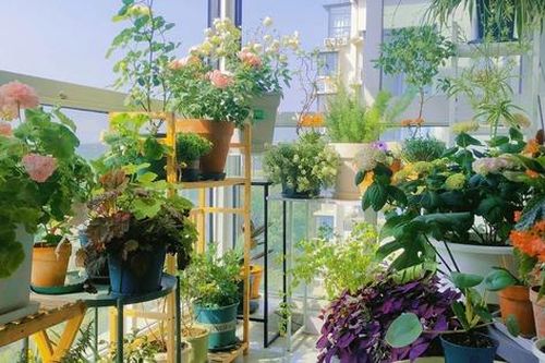Khu vườn ban công của chàng trai gen Z khiến các chị em cũng phải ghen tị