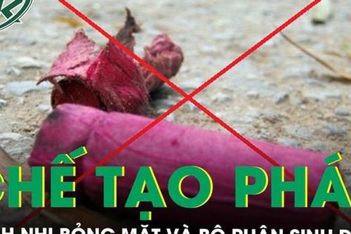 Bỏng mặt và bộ phận sinh dục do chế tạo pháo học trên mạng