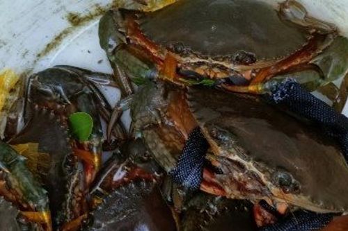 Cua Cà Mau tăng giá, người dân tranh thủ thu hoạch