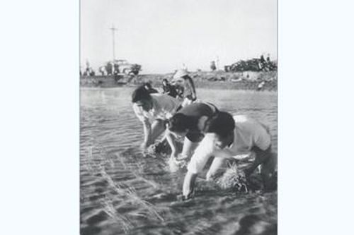 Đại tướng cấy lúa thi
