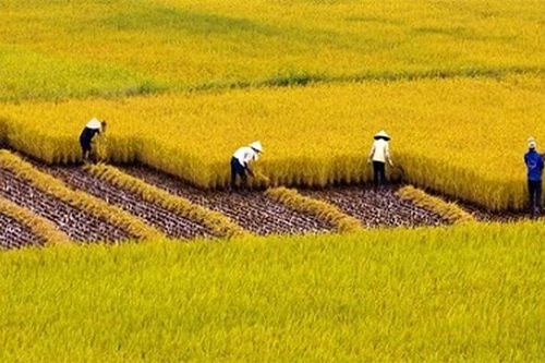 Sản xuất trồng trọt theo hướng xanh, giữ ổn định diện tích 3,56 triệu ha đất trồng lúa