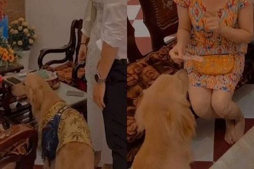 Khoảnh khắc cún cưng xếp hàng nhận lì xì và cái kết