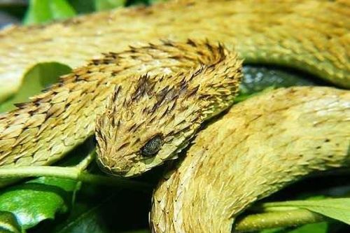 Giật mình loài rắn xấu 'ma chê quỷ hờn', sở hữu nọc độc khủng khiếp