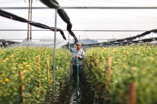 Làng hoa Tây Tựu tất bật chăm sóc hoa phục vụ người dân dịp Tết Nguyên đán 2024
