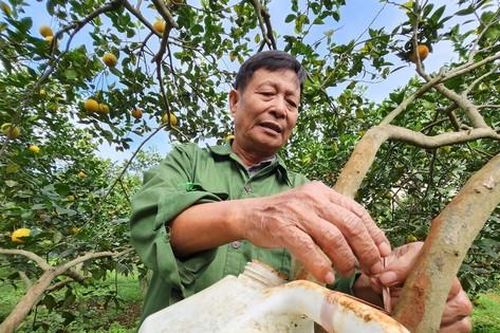 Người nông dân chế loại nước đuổi côn trùng cho vườn cam tiền tỷ