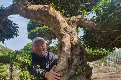 Ngắm những cây sanh hình rồng già cỗi, độc lạ ở đất tổ nghề cây cảnh