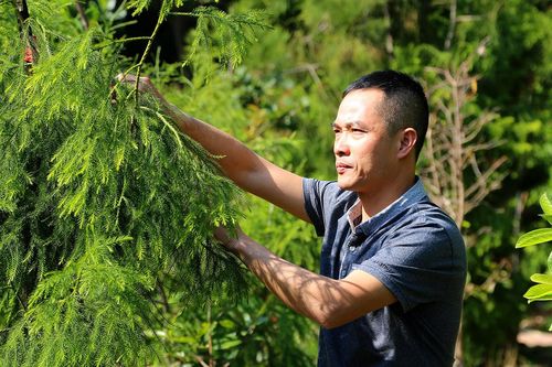 Người 'đỡ đầu' cho loài cây quý hiếm mãi xanh trên đỉnh thiêng Yên Tử