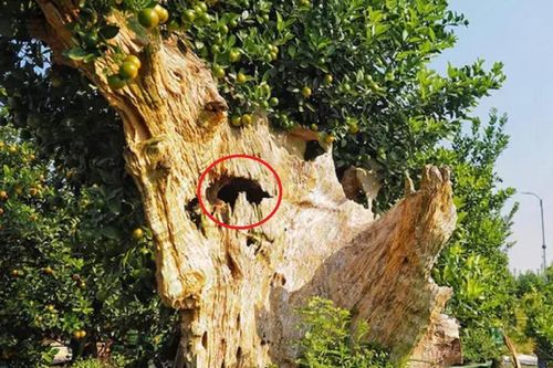 Lão nông ghép cây cảnh chơi Tết, nhìn 'độc lạ' như khúc củi khô nhưng giá 60 triệu đồng