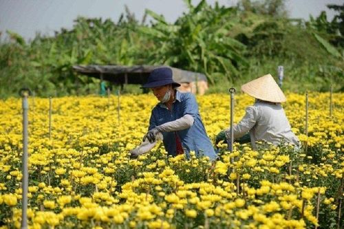 Thị trường hoa, cây cảnh Tết: Nơi trúng mùa, nơi 'thấp thỏm'