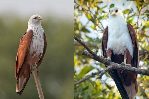 Việt Nam có loài chim săn mồi đỉnh cao: Vẻ ngoài đẹp như tượng tạc, tiếng kêu như trẻ em