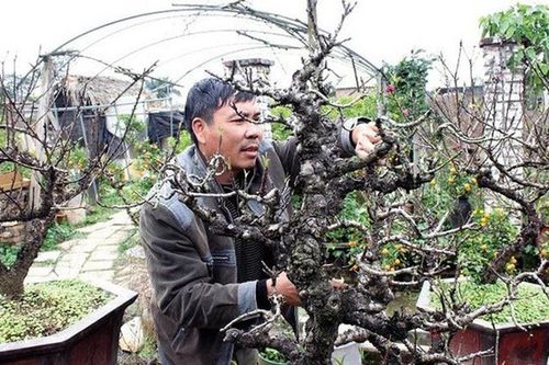 Kỳ công chăm sóc chục năm để 'đào tiến vua' Nhật Tân nở hoa đúng Tết