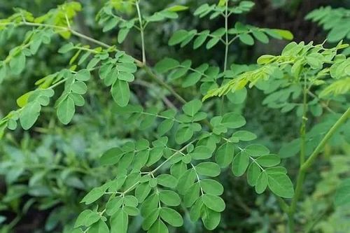 Lợi ích cho sức khỏe từ cây chùm ngây