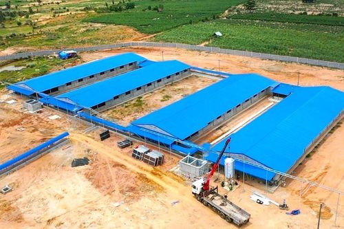 Cấp giấy phép môi trường cho dự án chăn nuôi heo thịt công suất 32.000 con