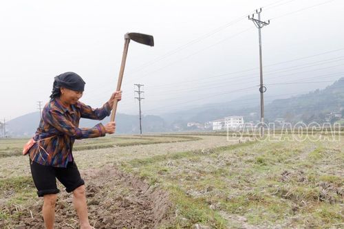 Nông dân tích cực xuống đồng sản xuất ngày đầu năm
