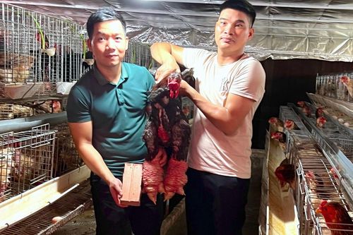 Những cặp 'chân rồng' giá tiền triệu, có tiền chưa chắc mua được dịp Tết