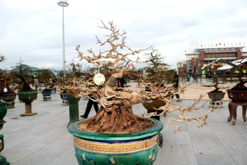 5.300 cây mai vàng Bình Định khoe sắc tại triển lãm xuân Giáp Thìn 2024